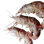 Imagen ilustrativa (6)